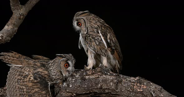 Long Eared Owl, asio otus, Adults, Pair, Normandy in France, Real Time 4K