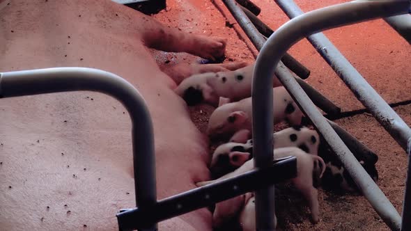 Small Newborn Piglets Suckle Milk