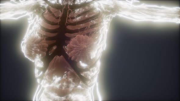 Colorful Human Body Animation Showing Bones and Organs