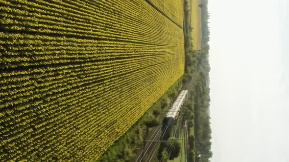 Vertical video of Train transit in Sunflowers Field