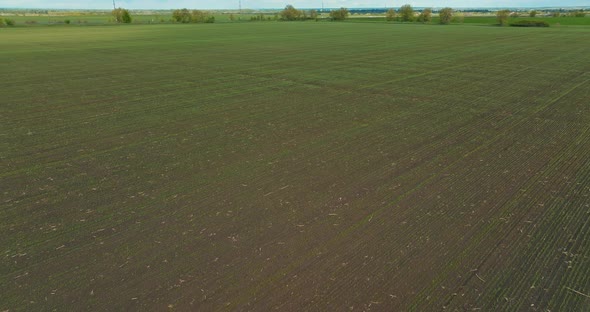 View From Copter of Sown Agricultural Land in Summer Beautiful Farmland with Cereals  Prores