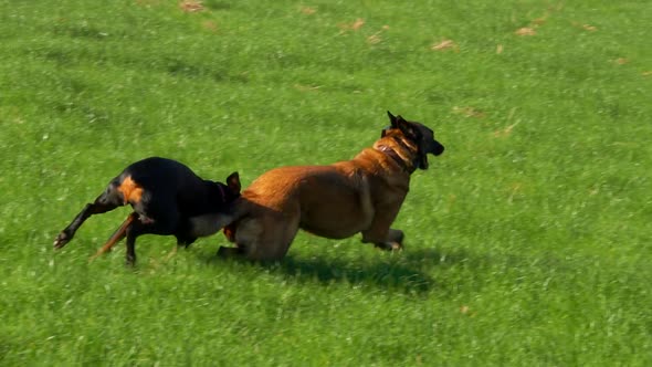 Two Beautiful Purebred Dogs Play on a Green Field