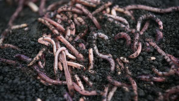 Earthworms for Fishing, Move and Crawl in the Ground