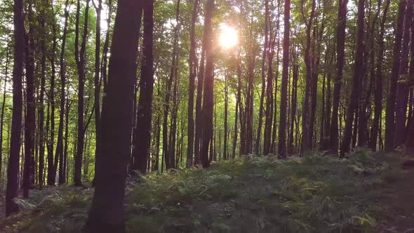 Sun Light in Fresh Green Forest Nature