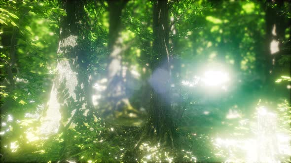 Sun Light in the Green Forest