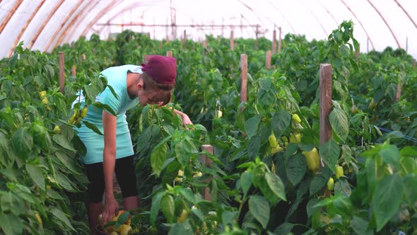 Female Farmer Picking Bell Pepper at Greenhouse