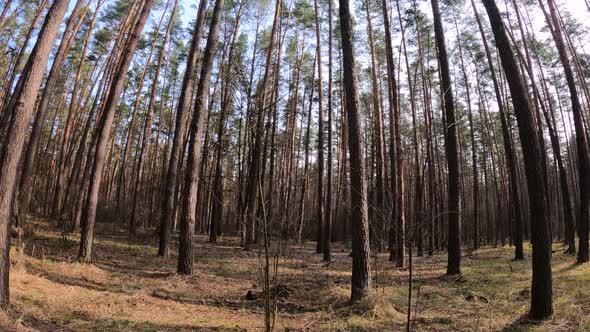 Forest with Pines with High Trunks During the Day