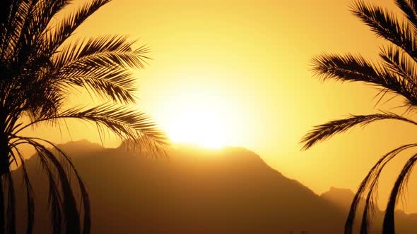 Palm Tree at Sunset. Silhouette of Exotic Palm Tree on a Background of Sun and Mountains