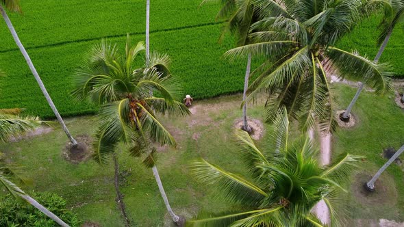 Aerial look down coconut tree