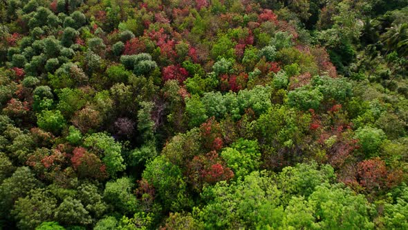 Top down view over a tropical forest with green and red foliage on trees canopy, Thailand