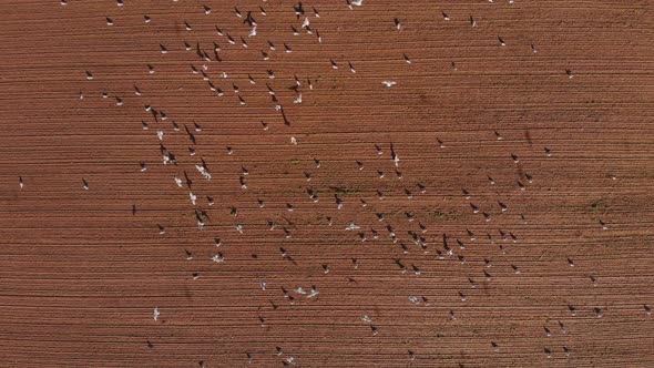 Birds flying over field