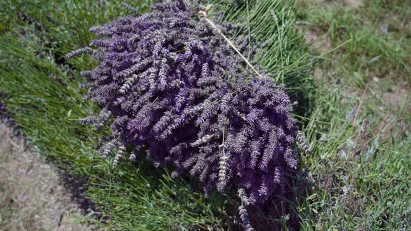 Bunch of Lavender Resting on the Green Plants of the Cultivated Field