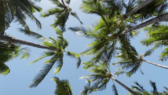 Circling Shot of Palm Trees Against Bright Sun Sunshine Beach on Hawaii Island