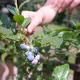 Female Hands Take Fresh and Ripe Organic Blueberries Grow in a Garden on a Summer Day - VideoHive Item for Sale