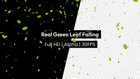 Real Green Leaf Falling Leaves With Alpha