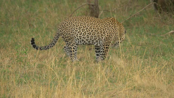 Leopard searching in grass