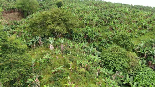 Banana plantations on the mountains of Colombia