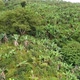 Banana plantations on the mountains of Colombia - VideoHive Item for Sale