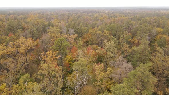 Forest with Trees in the Fall During the Day