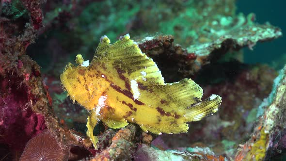 Yellow scorpion leaf fish sitting on coral reef in the Philippines