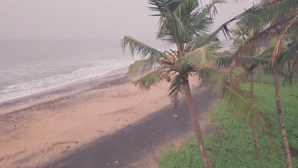 Palm trees on a sandy beach in Kerala, India. Aerial drone view