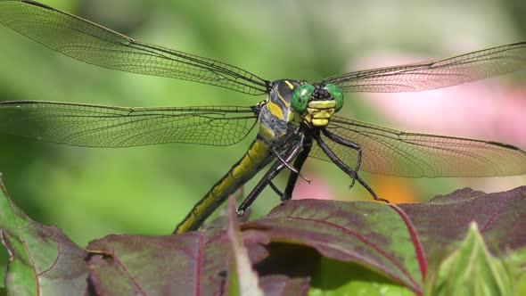 Large Yellow Dragonfly on a leaf, close up