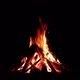 Night Forest Campfire on Black Background - VideoHive Item for Sale