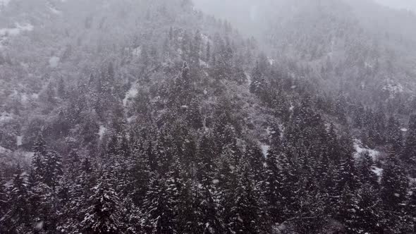 Aerial Forest view - Winter Landscape Aerial view