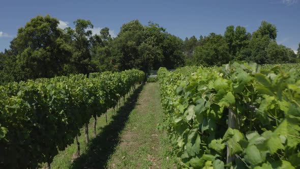 Walking In The Vineyards