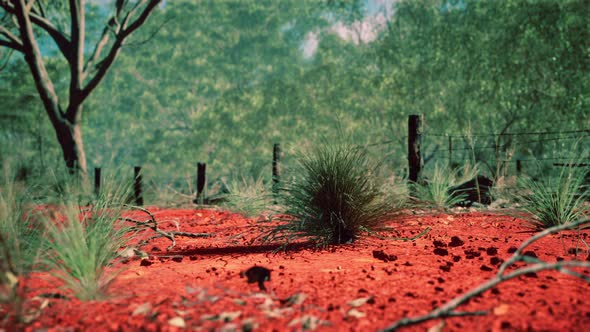 Australian Bush with Trees on Red Sand