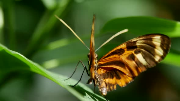 Butterflies