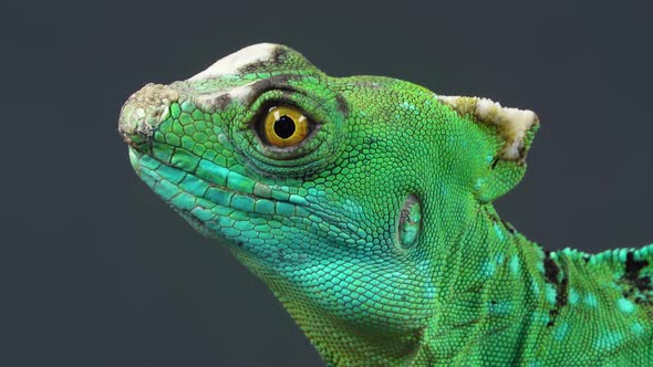 Helmet-bearing Basilisk Sitting at Black Background. Close Up