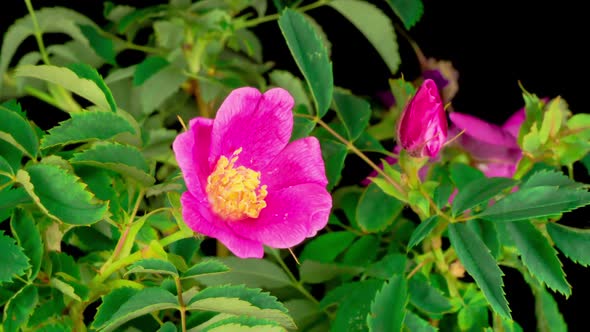 Timelapse of Dogrose Flower Blooming