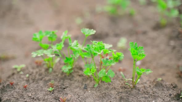 Parsley Growing in the Soil in a Garden Bed Closeup with a Blurred Background