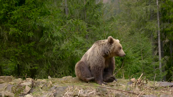 A Big Brown Bear in the Forest