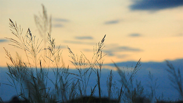 Grass Dancing In The Wind