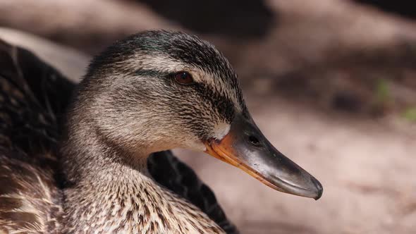 Female Mallard Duck up close in the sunlight relaxing