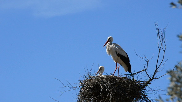 Storks in Nest