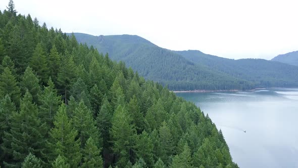 Aerial flying over evergreen Douglas Fir tree forest at Detroit Lake in Oregon.
