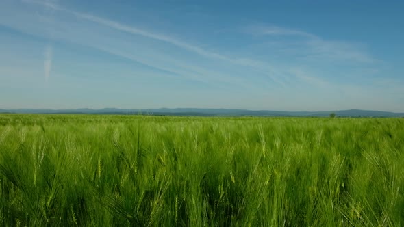 Green Ripe Wheat Field