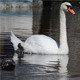 Swan in the Waters of an Urban Park - VideoHive Item for Sale