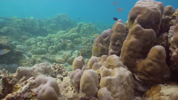 Coral Reef and Tropical Fish. Bali,Indonesia