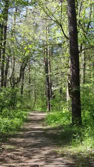 Vertical Video of Green Forest During the Day