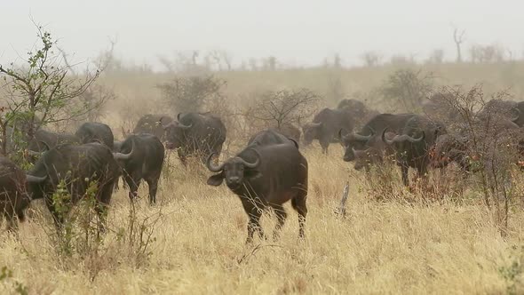 African Buffalo Herd - Kruger National Park