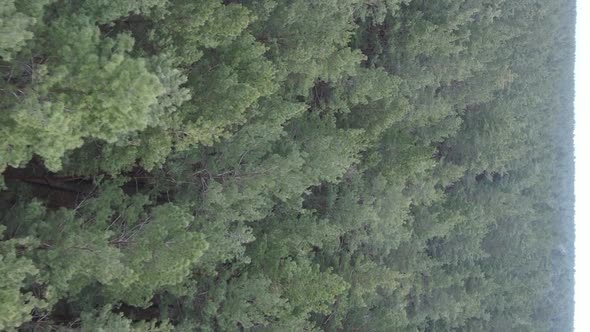 Vertical Video of Beautiful Forest Landscape