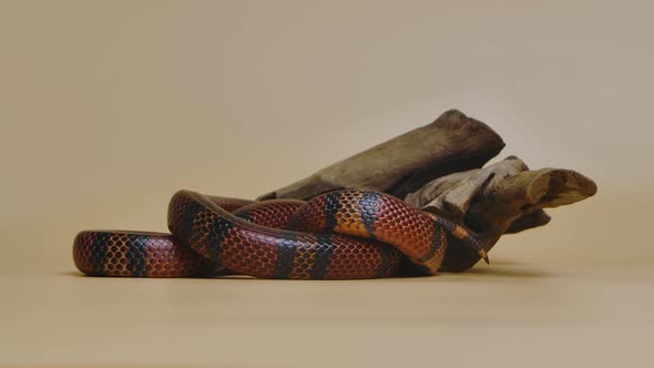 Sinaloan Milk Snake Lampropeltis Triangulum Sinaloae Twisted Around Wooden Branch in Studio on a