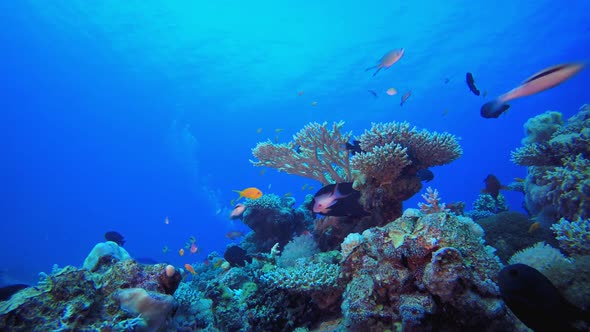 Tropical Fish Coral Reef and A Diver