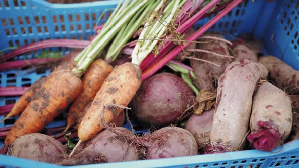 Top View Hands of Farmer Picks a Crop of Carrots Beetroot and Puts in a Box