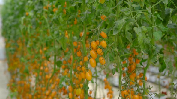 A Handheld Shot of Rows of Tomatoes Growing in a Greenhouse Farm. Eco-products Concept