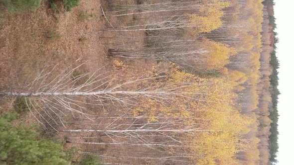 Vertical Video Aerial View of Trees in the Forest on an Autumn Day in Ukraine Slow Motion